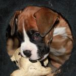 Родригис Мишель с Крайнего Севера вл. Булатова Е.