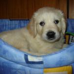 Лучший Друг с Крайнего Севера вл. Белозерова Н.