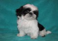 /album/fotogalereya2/wsb-452x320-after-bath-4-27-2013-jpg/